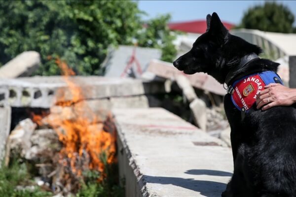 Yangın Tespit Köpeği Bronz Kundaklama Soruşturmalarında Görevde