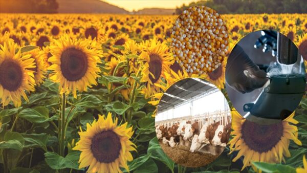 Bakanlık 8,1 Milyar TL Destek Ödemesini Çiftçilerin Hesaplarına Aktarıyor