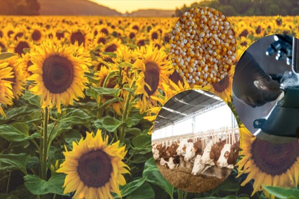 Bakanlık 8,1 Milyar TL Destek Ödemesini Çiftçilerin Hesaplarına Aktarıyor