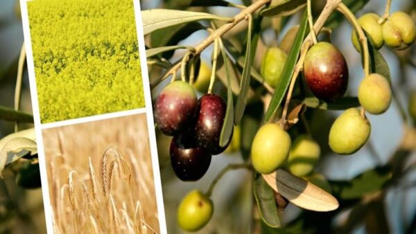 Bakanlık’tan Çiftçilere 827 Milyon Liralık Destek Ödemesi