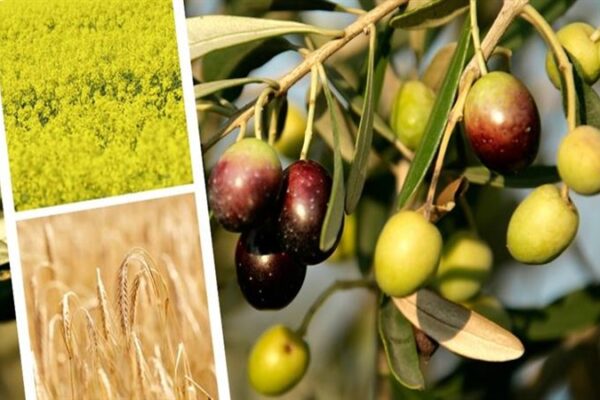 Bakanlık’tan Çiftçilere 827 Milyon Liralık Destek Ödemesi