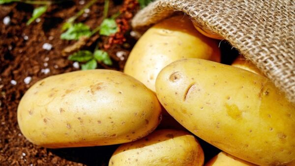 Patates Siğili Hastalığına Karşı 2025 Yılı Destek Ödemeleri Başladı
