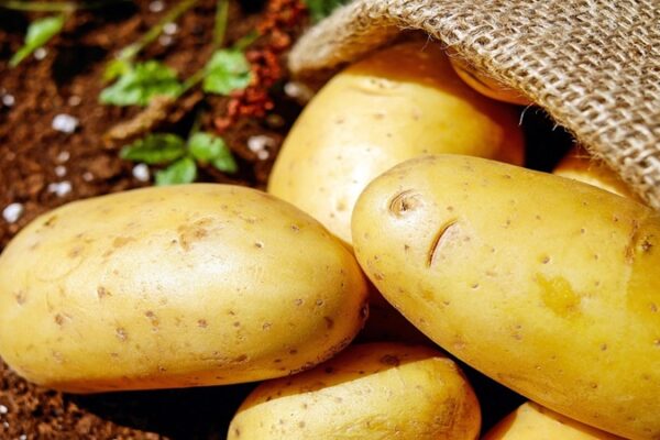 Patates Siğili Hastalığına Karşı 2025 Yılı Destek Ödemeleri Başladı