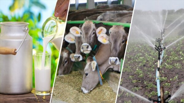 Çiftçilere 4,5 Milyar Liralık Destekleme Ödemesi Başladı