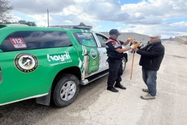 Yaralı Atmaca Bilecik’te Jandarma Ekipleri Tarafından Kurtarıldı