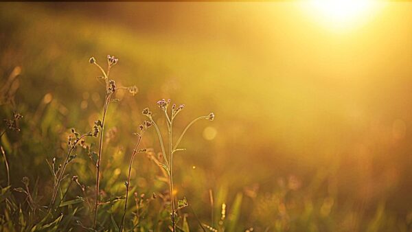 Meteoroloji Açıkladı: Havalar Yeniden Isınacak