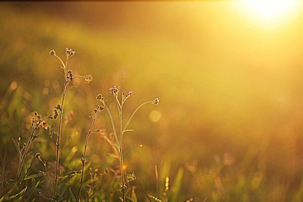 Meteoroloji Açıkladı: Havalar Yeniden Isınacak