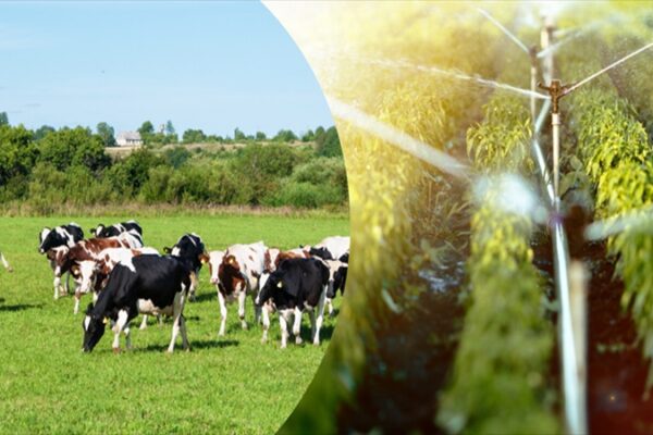 471 Milyon Liralık Tarımsal Destek Ödemesi Çiftçilerin Hesaplarına Yatırıldı