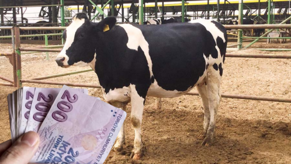 Üreticiye Gebe Düve ve Aylık 1500 TL Bakım Desteği Müjdesi!