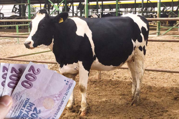 Üreticiye Gebe Düve ve Aylık 1500 TL Bakım Desteği Müjdesi!