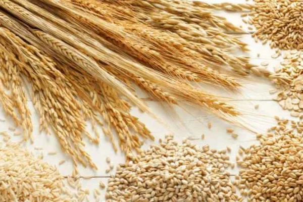 Hububata Zam Geldi! İşte Güncel Buğday ve Arpa Fiyatları!