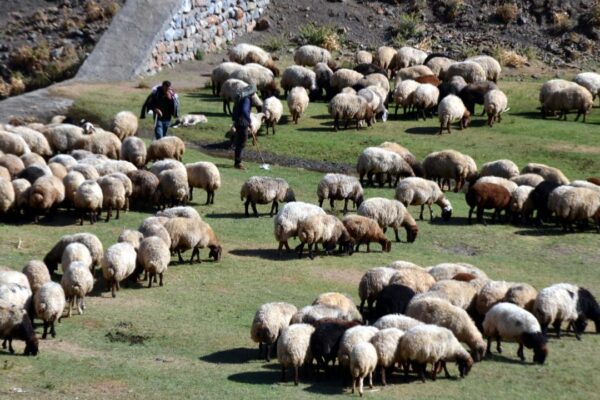 Tarım Bakanlığı Küçükbaş Hayvan Satacak! Üreticilere Müjde!