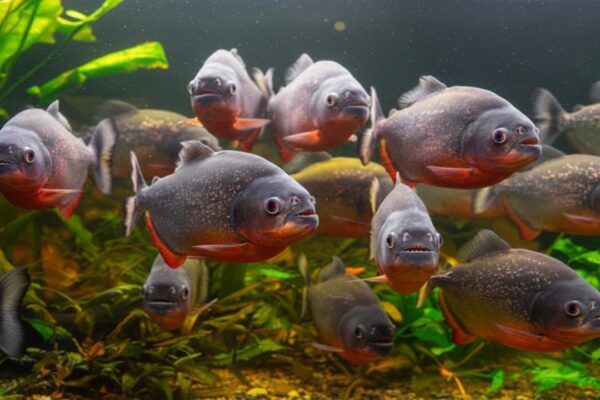 Paraguayu Nehri’nde Piranha Saldırısında 10 Kişi Yaralandı