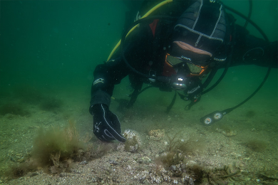 Bilim İnsanları Duyurdu: Marmara Denizi’de Mucize!