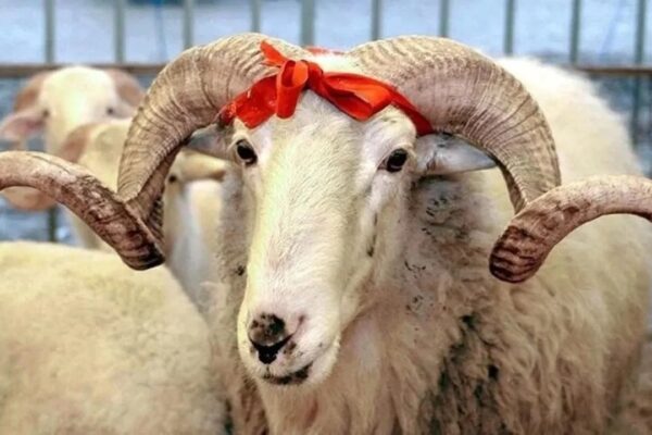Kurban Bayramı Tatili Kaç Gün? Erdoğan Açıkladı