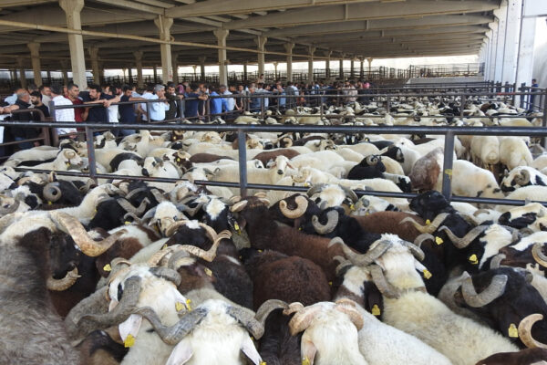 Kurban Fiyatlarına Zam Geldi: Yaklaşık 2.5 Kat Yükseldi!