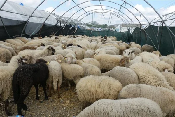 Kırsalda Bereket Küçükbaşa Destek Projesi Sonuçları: İşte Başvuru Ekranı!
