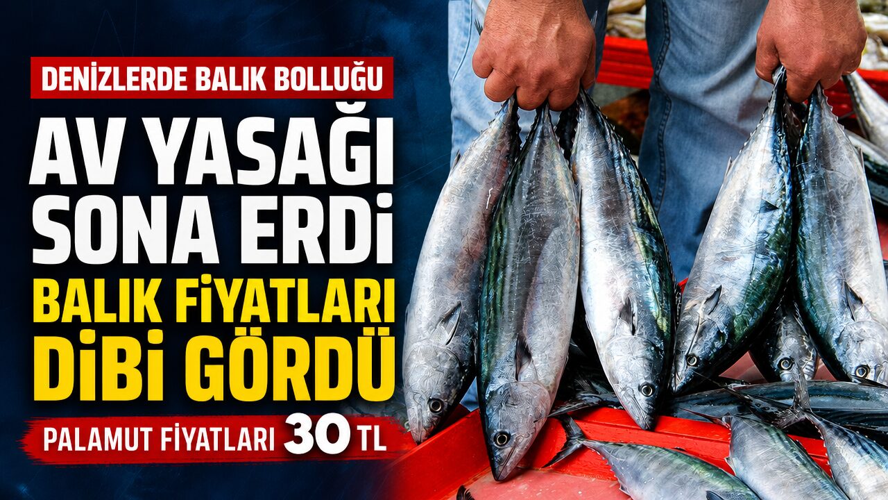 Av yasağı sona erdi: Palamut fiyatları 30 liraya kadar düştü