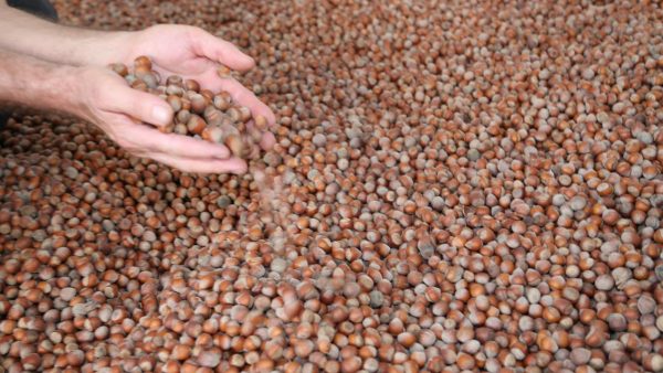 Türkiye’nin 2026 Ocak-Eylül dönemindeki fındık ihracatı 2 milyar dolara yaklaştı