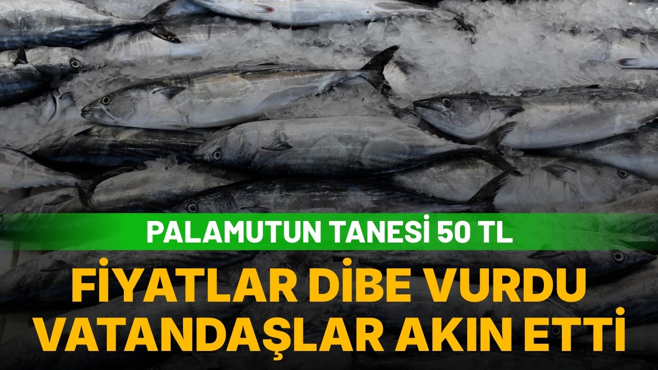 Palamutun tanesi 50 TL: Vatandaşlar yoğun ilgi gösteriyor