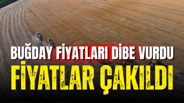 Buğday fiyatları sert çakıldı: Haziran 2024’ten beri en hızlı düşüş